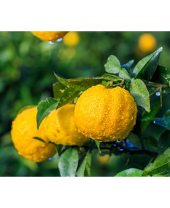 citron japonais yuzu